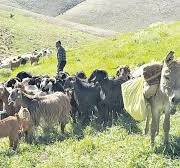 Yaz geldi yaylalara göç başladı