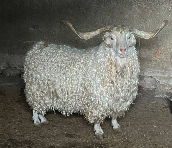 Devletin bitirdiği Hayvancılık konusunda akıllara durgunluk verecek bir yazı
