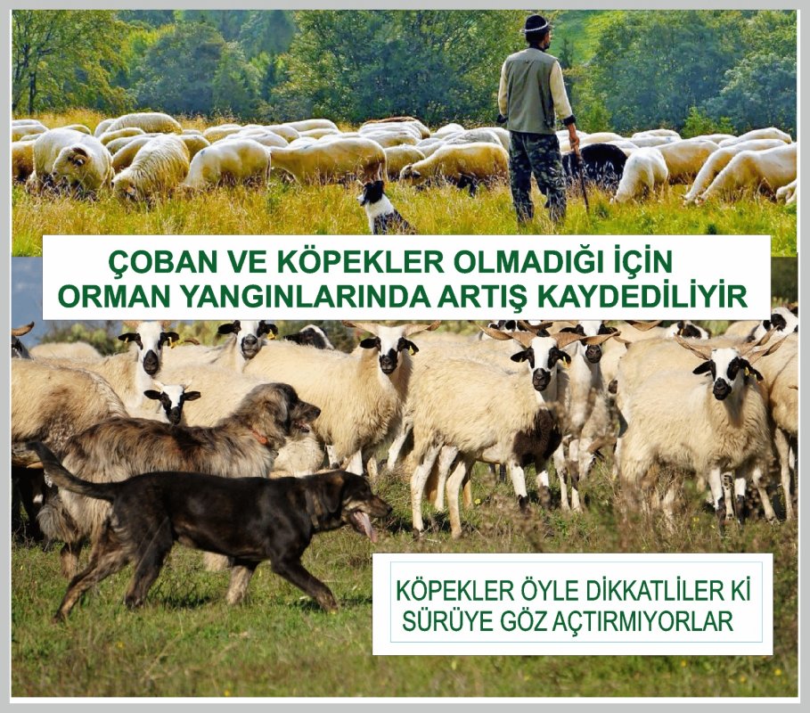 Köy perişan köylü perişan, ne köy kaldı , ne de çoban köpek...